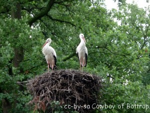 Storche im Naturzoo Rheine