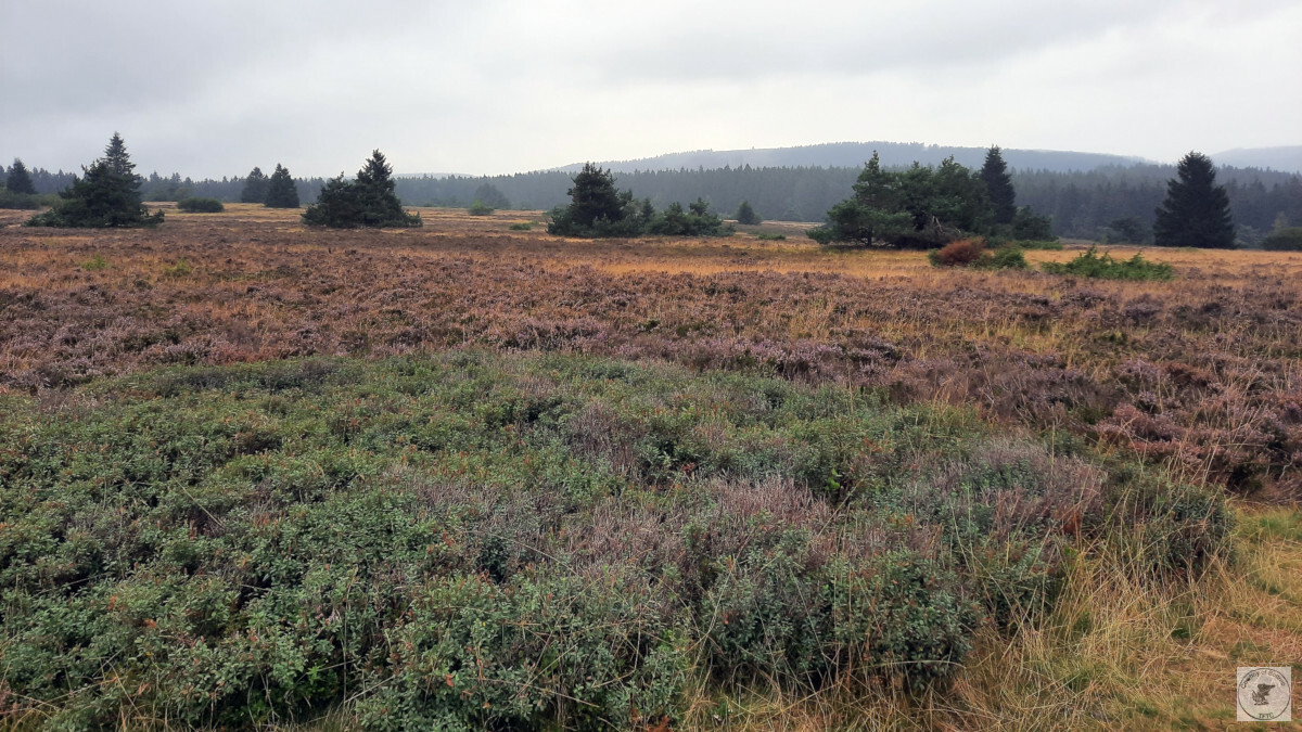 Niedersfelder Hochheide header
